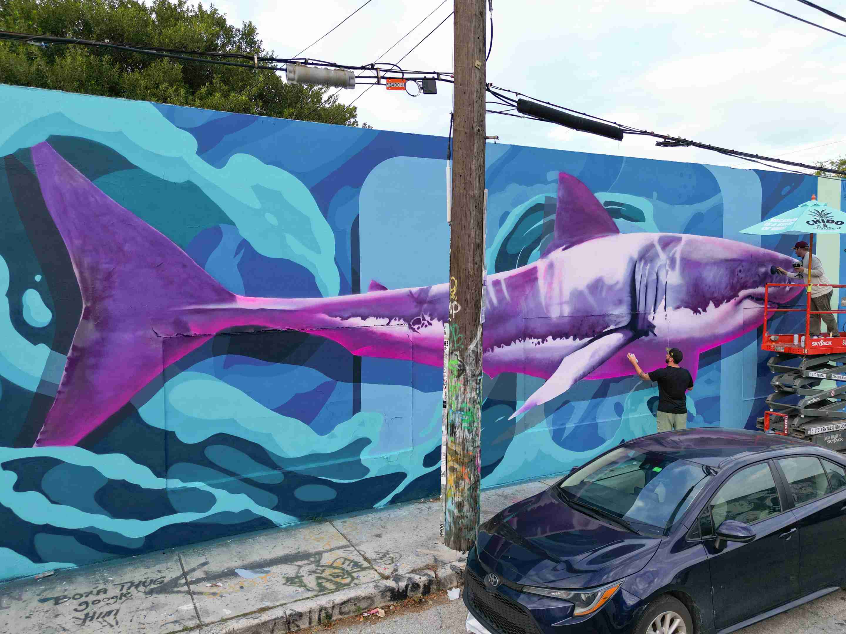 artists shark